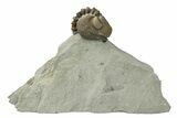 Wide, Enrolled Eldredgeops Trilobite - Ohio #270301-2